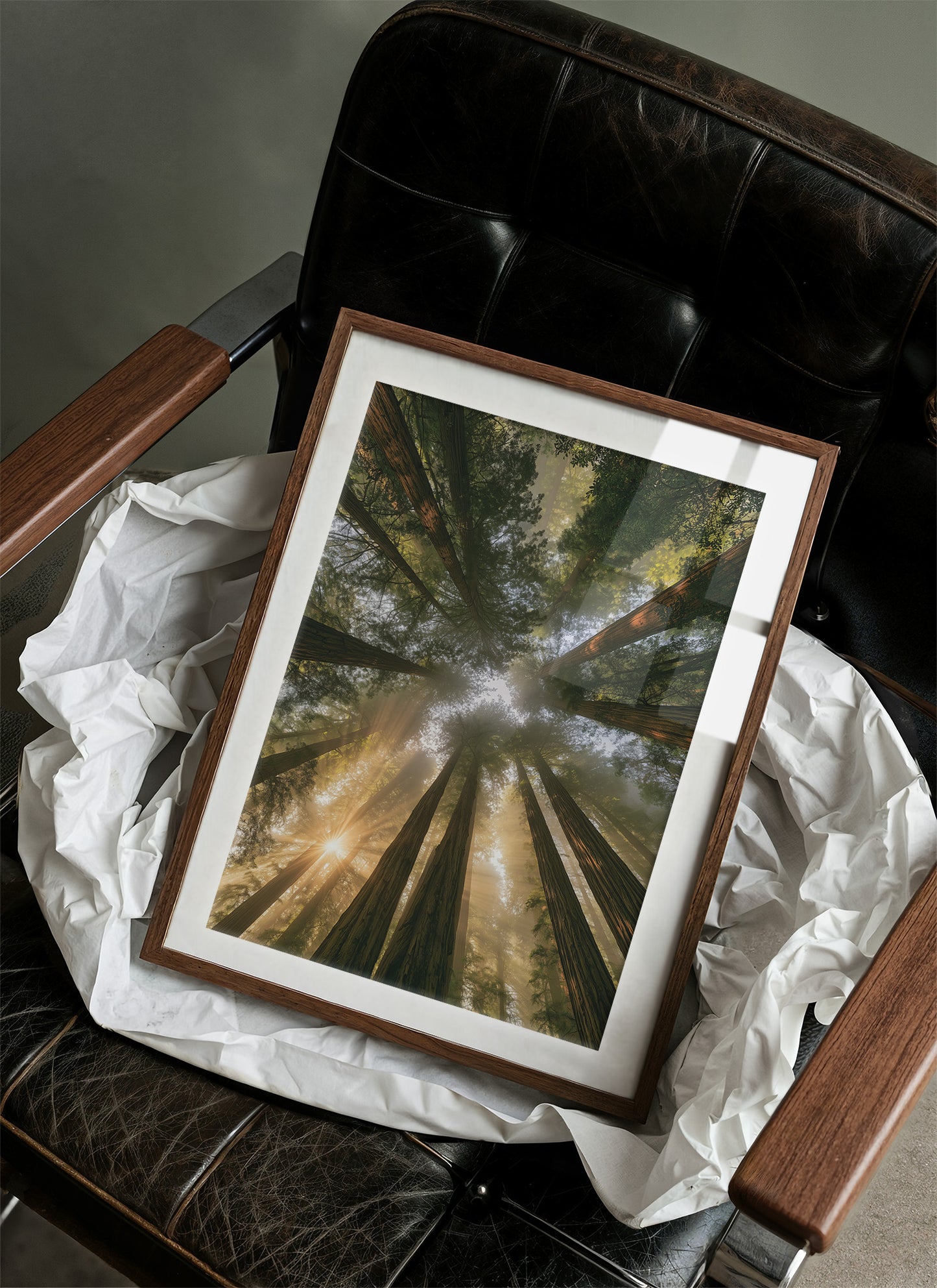 Redwoods and Sunburst