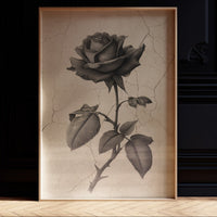 Faded Bloom In Midnight Parlor
