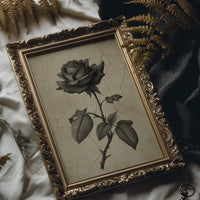 Faded Bloom In Midnight Parlor