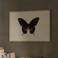 Dark Wings Against Ivory Canvas