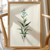 Azure Elegance: Botanical Study of Forget-Me-Not