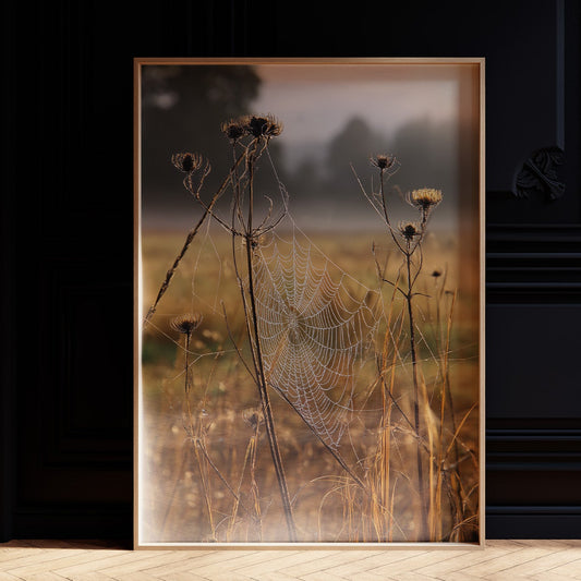 Thistles Catch Dawn's First Light