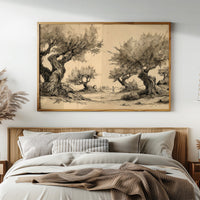 Ancient Olives Guard Distant Paths