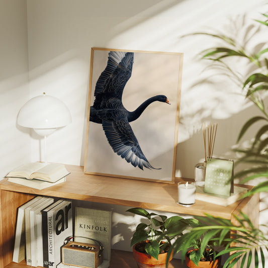 Black Swan Takes Evening Flight