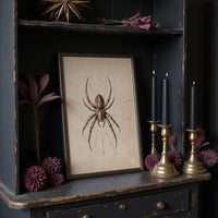 Ancient Weaver's Delicate Architecture