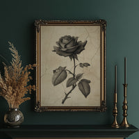 Faded Bloom In Midnight Parlor