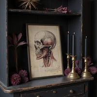 Anatomy Illuminated Against Darkness