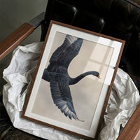 Black Swan Takes Evening Flight