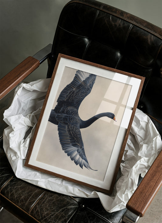 Black Swan Takes Evening Flight