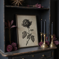 Faded Bloom In Midnight Parlor