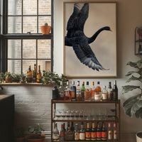 Black Swan Takes Evening Flight
