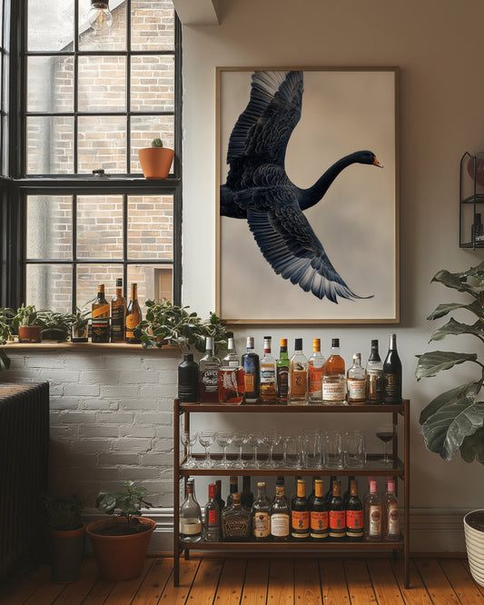 Black Swan Takes Evening Flight