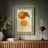 Vintage Orange Slice Botanical Study