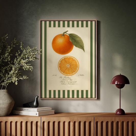 Vintage Orange Slice Botanical Study
