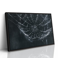 Web in the Shadows