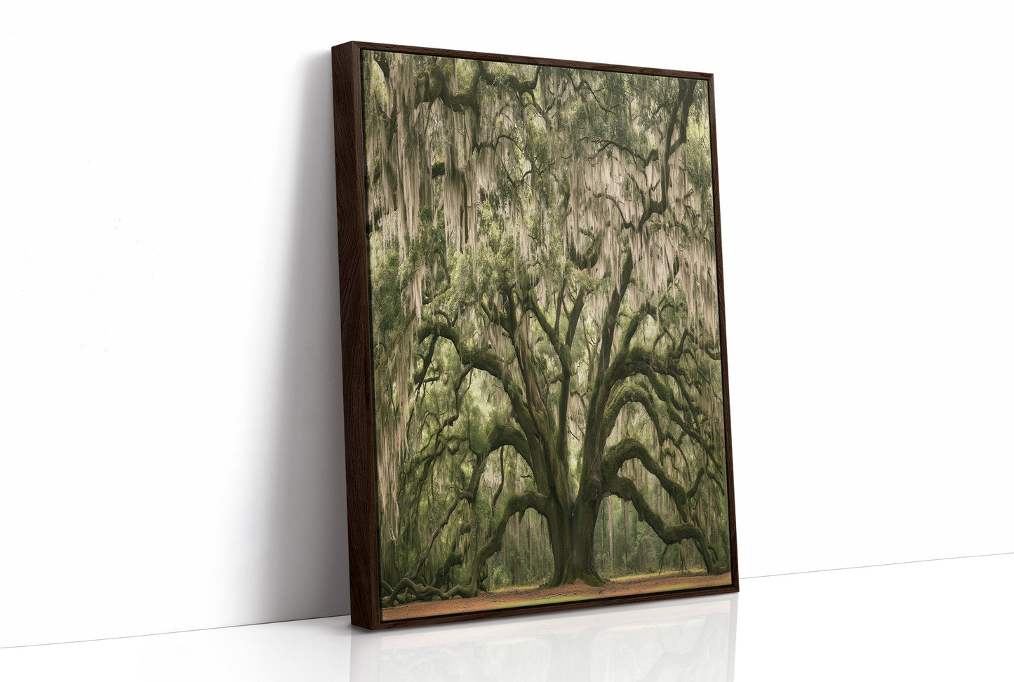 Ancient Oak, Draped in Moss