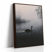 Black Swan on Silent Water
