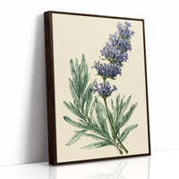 Sprig of Lavender Study