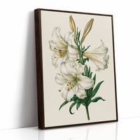 Trumpet of Spring: White Lily Study