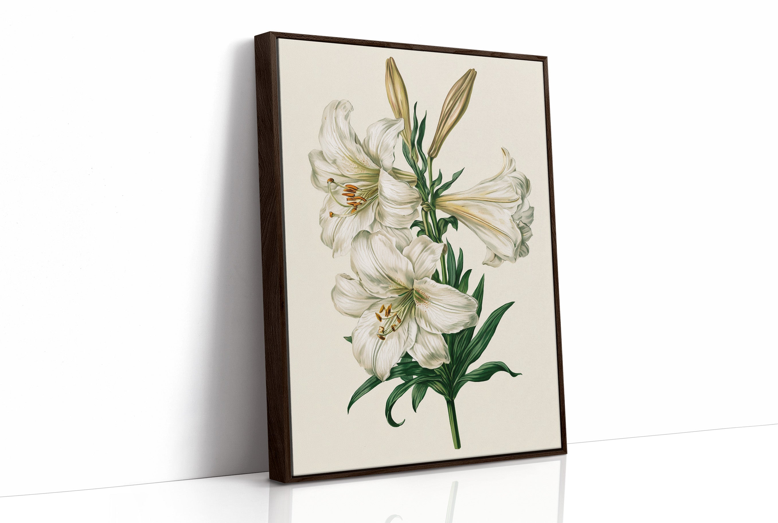 Trumpet of Spring: White Lily Study
