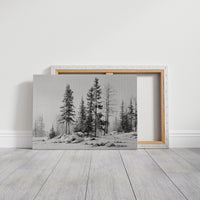 Winter Pines Stand Silent Watch