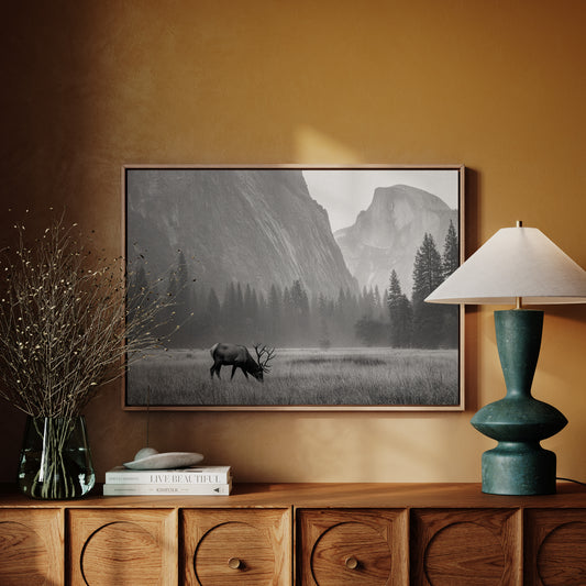 Lone Elk Graces Valley Floor