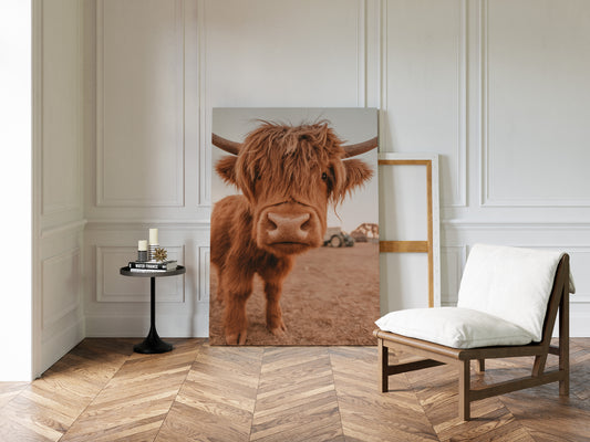 Sweet Stare from the Highland Pasture