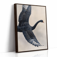 Black Swan Takes Evening Flight
