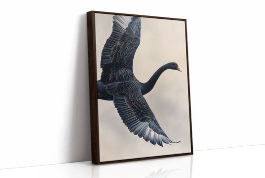 Black Swan Takes Evening Flight