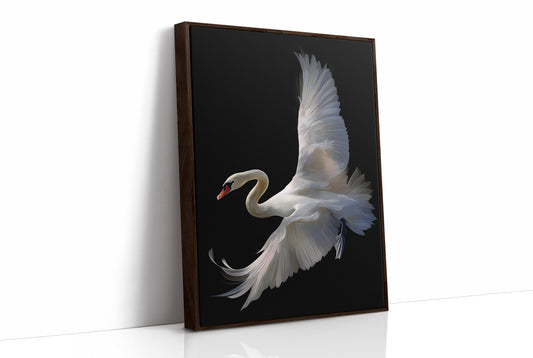 White Swan Graces The Night Bar