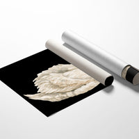 Swan, Study in White