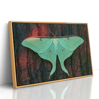 Luna Moth on Old Bark