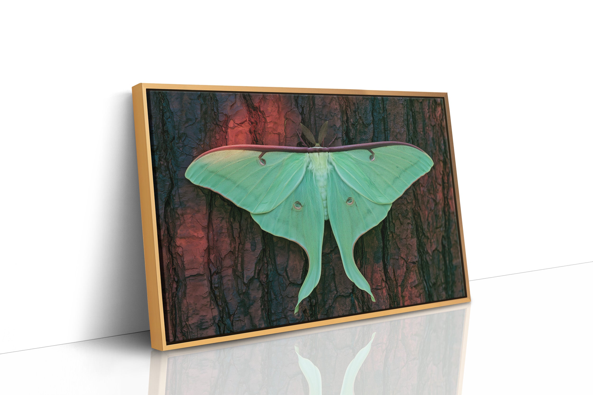 Luna Moth on Old Bark