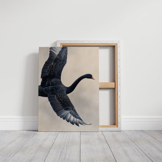 Black Swan Takes Evening Flight