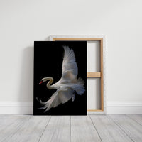 White Swan Graces The Night Bar
