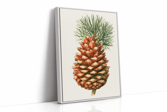 Pinecone Study No. 1