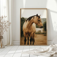 Buckskin Beauty in the Evening Light