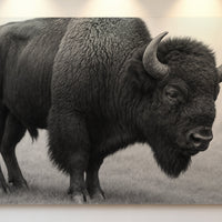 American Bison