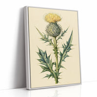 Thistle In Fine Botanical Detail