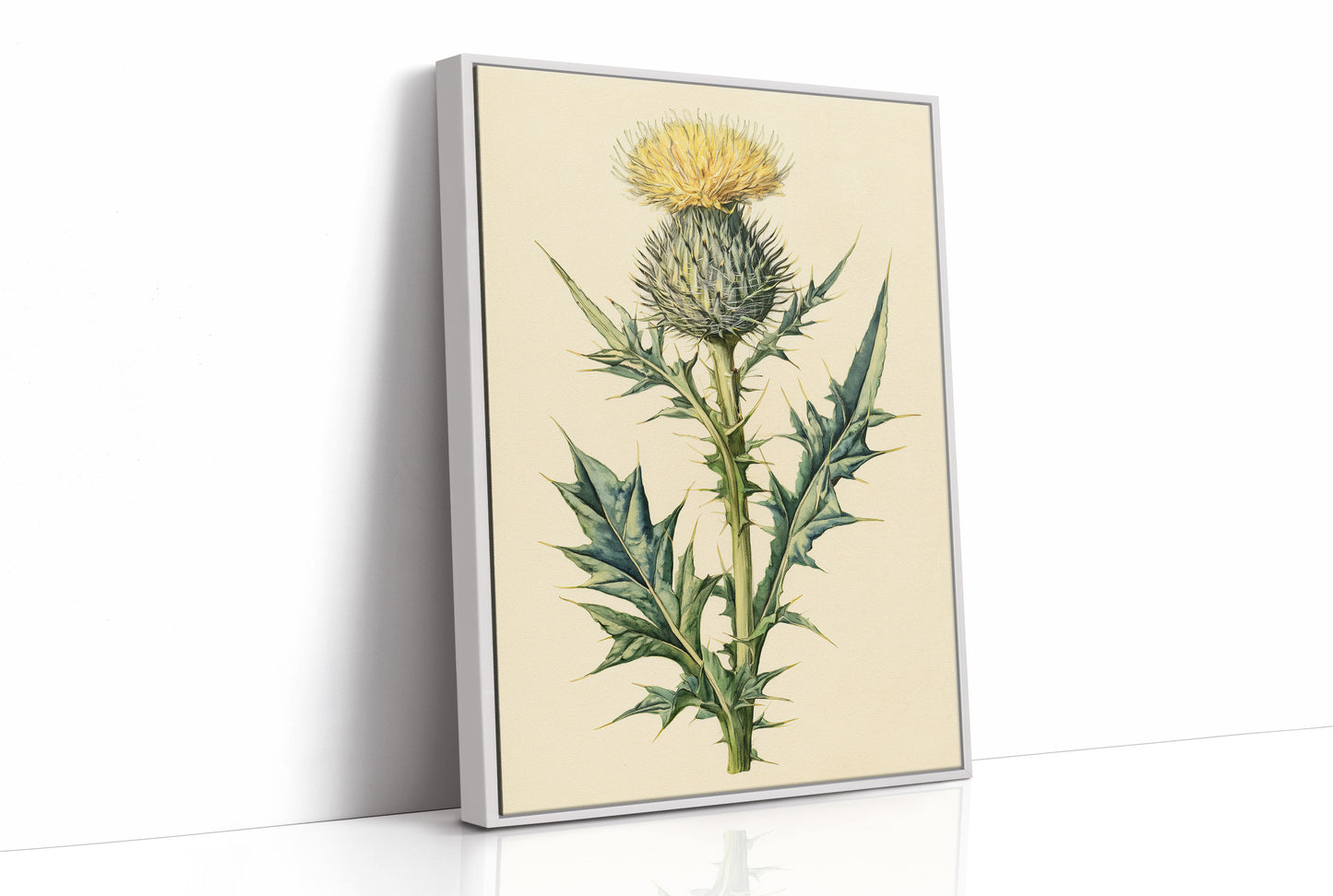 Thistle In Fine Botanical Detail