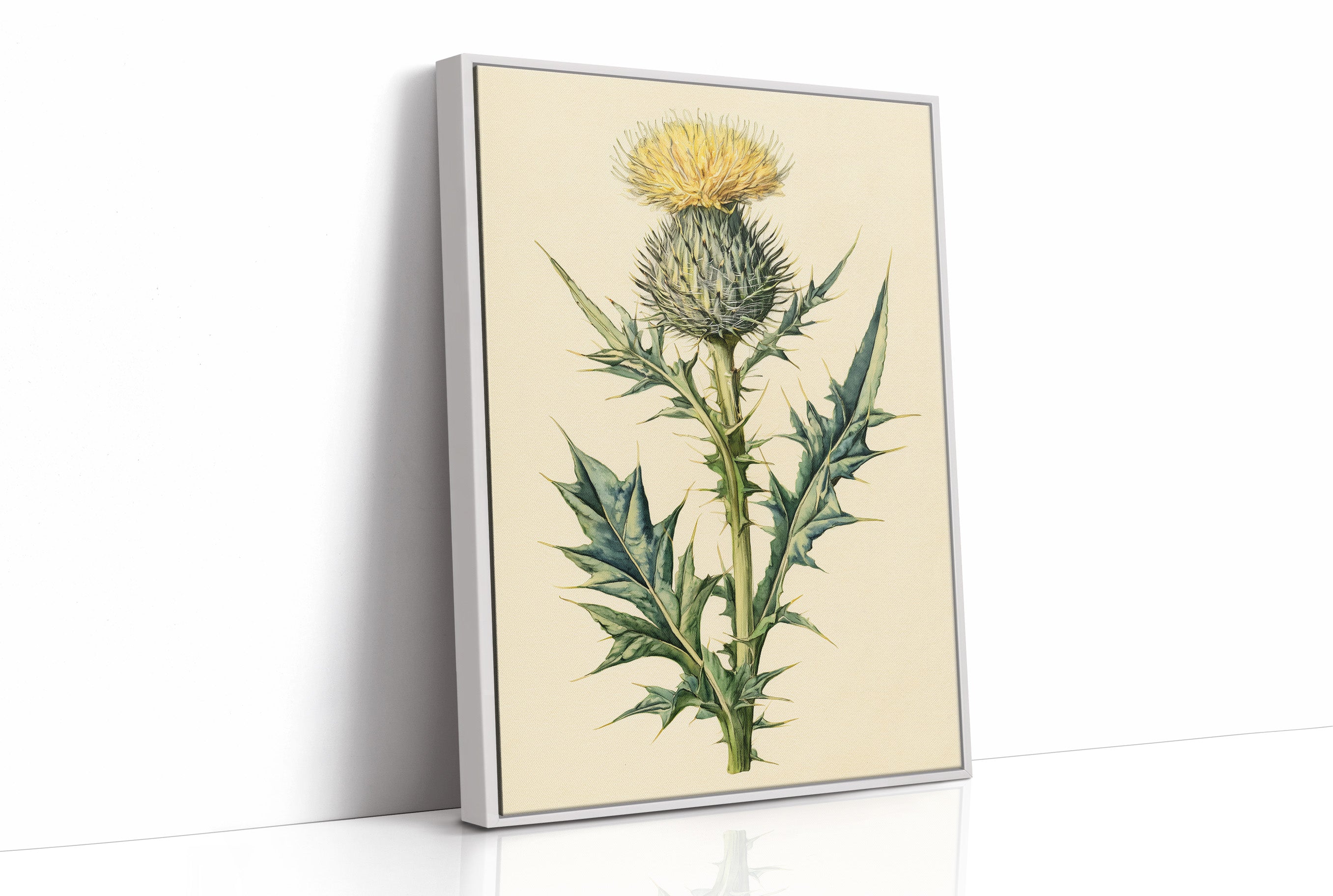 Thistle In Fine Botanical Detail
