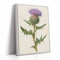 Purple Thistle In Fine Detail
