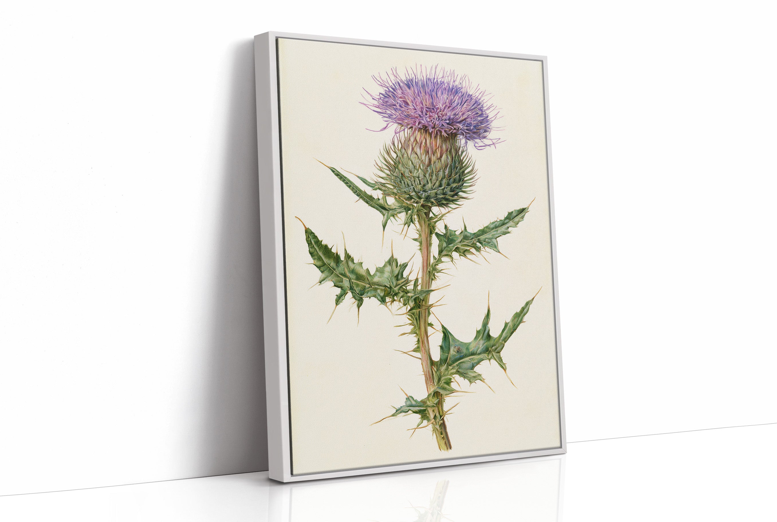 Purple Thistle In Fine Detail