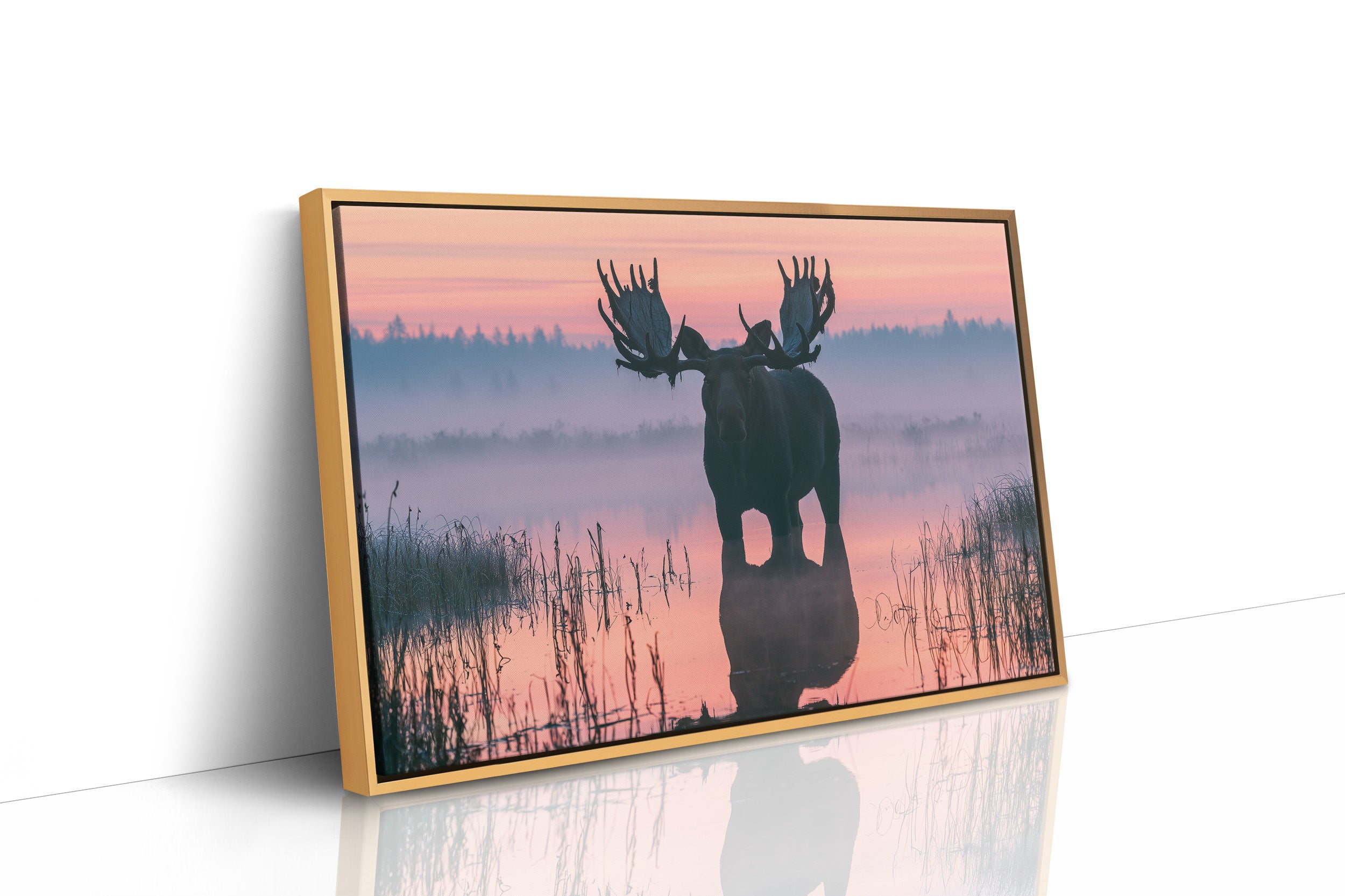 Bull Moose at First Light