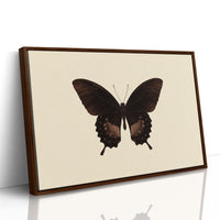 Dark Wings Against Ivory Canvas