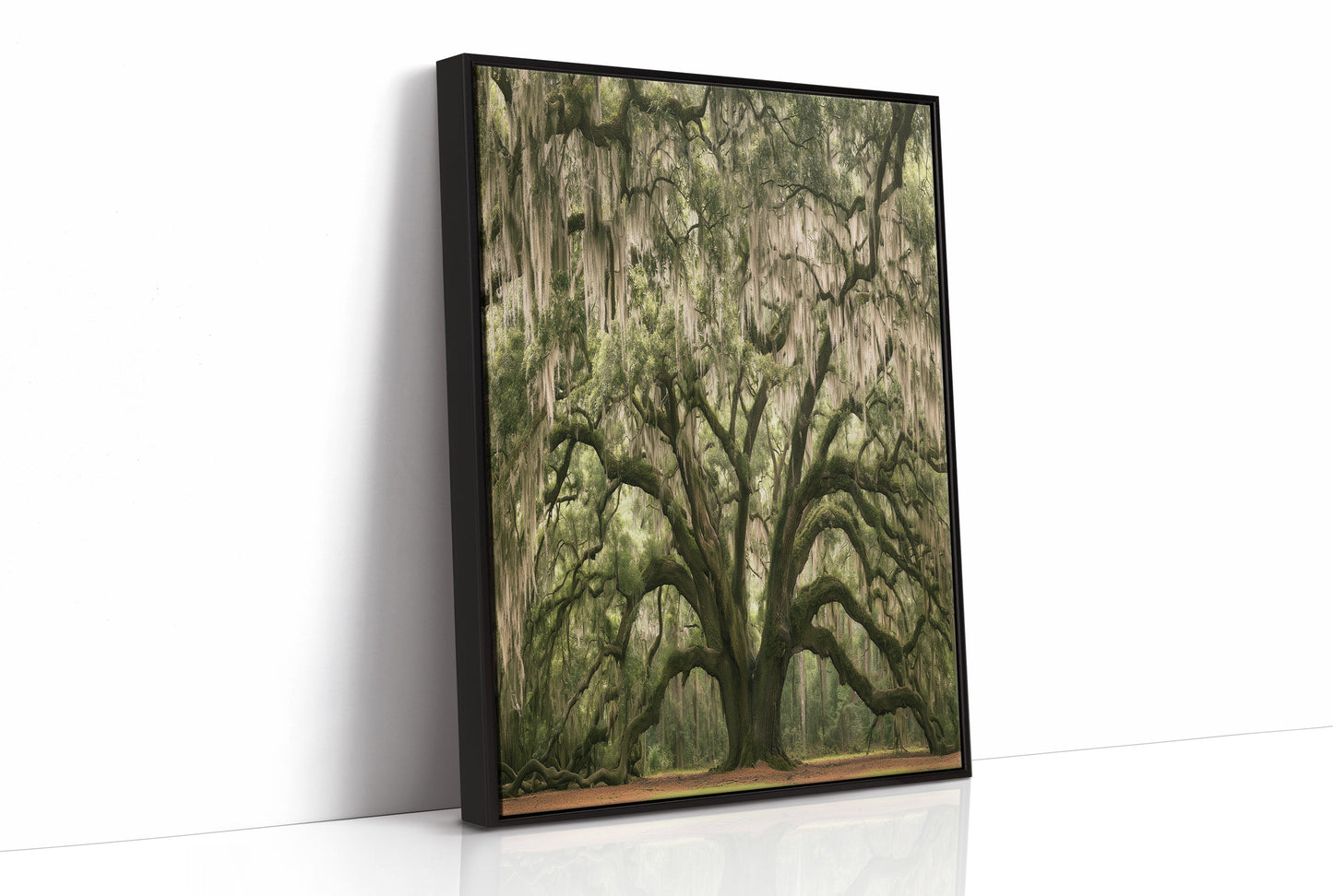 Ancient Oak, Draped in Moss