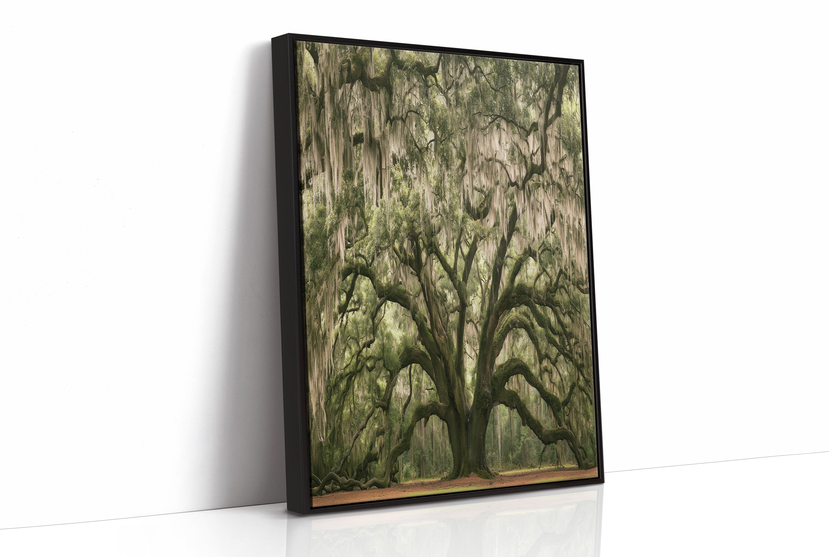 Ancient Oak, Draped in Moss