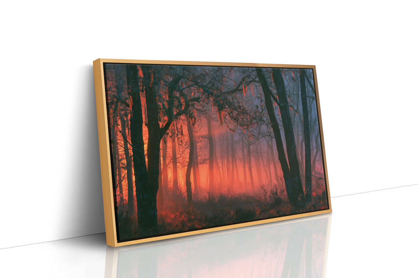 Forest Aglow In The Mist