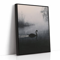 Black Swan on Silent Water