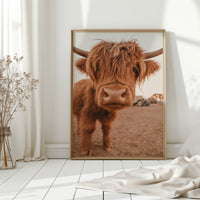 Sweet Stare from the Highland Pasture